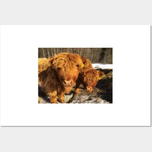 Scottish Highland Cattle Calves 1948 Posters and Art